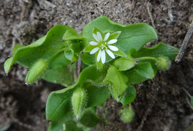 Stellaria media - Caryophyllaceae